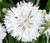 Fresh Seeds - Cornflower BachelorS Button White Dwarf Centaurea Cyanus - 500 Seeds