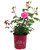 Easy Elegance Roses - Rosa Kiss Me (Rose) Rose, double pink flowers, #2 - Size Container