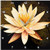 3dRose dpp_13905_1 Wall Clock, Yellow Lotus Flower, 10 by 10-Inch