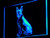 Boston Terrier Dog Pet Shop LED Sign Neon Light Sign Display j235-b(c)
