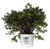 Proven Winners 20454 Double Play Pink Spirea in 3 Gallon Pot Live Shrub