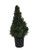 Dwarf Alberta Spruce - Picea Glauca Conica - 3 Gallon