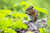 Art Print on Canvas Wall Decor Poster (chipmunk) Size:28x42inch