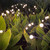 Firefly Solar Garden Lights Outdoor, 2 Pack Swaying Solar Lights Waterproof, 10LED Vibrant Firefly Starburst Swaying Lights,Solar Powered Firefly Lights For Decoration Planter Pathway Yard Patio