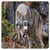 Rikki Knight Wolf-Single Toggle Light Switch Plate