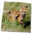 3dRose Danita Delimont - Animal - Red Fox Kits Playing - Towels (twl-231168-3)