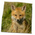3dRose Danita Delimont - Animal - Red Fox, Kit - Towels (twl-231166-3)