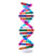 PeleusTech® Human Genes DNA Models Double Helix Science Popularization Teaching Aids for Children Adults