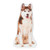 Cushion Co - Siberian Husky Brown White Dog Pillow 16" x 12"