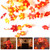 Amarko Thanksgiving Decorations Harvest Fall Garlands String Lights, Maple Leaf String Lights Halloween Thanksgiving Christmas Holiday, 20LED 9.8ft Battery Powered Indoor Outdoor LED Lights String
