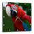 3dRose Birds Parrots - Wall Clock, 10 by 10-Inch (DPP_17654_1)