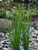 Perennial Farm Marketplace Juncus effusus (Common Soft Rush) Ornamental Grass, 1 Quart, Rich Green Foliage