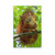 DEVINK Animal Cute Squirrels Poster Decorative Painting Canvas Wall Posters And Art Picture Print Modern Family Bedroom Decor Posters 16x24inch(40x60cm) DEVINK Animal Cute Squirrels Poster Decorative Painting Canvas Wall Posters And Art Picture Print Modern Family Bedroom Decor Posters 16x24inch(40x60cm)
