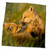3dRose Danita Delimont - Animal - Red Fox, Kits - Towels (twl-231167-3)