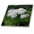 3dRose ct_26864_7 White Hydrangeas-Glass Tile, 8-Inch