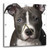 3dRose American Pit Bull Terrier Puppy Wall Clock, 10 by 10-Inch