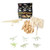 NW Active Kids Small Glow in The Dark Dinosaur Excavation Kit