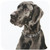 3dRose CST_1054_1 Black Great Dane Soft Coasters, Set of 4