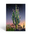 Stonehouse Collection Saguaro Christmas Card | 18 Western Cards & 19 Envelopes | USA Made | Arizona Southwest Cards (Standard)