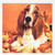 3dRose Basset Hound - Greeting Cards, 6 x 6 inches, set of 12 (gc_1028_2)