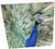Maturi Peacock Square Blank Birthday Greetings Card