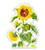 GT Graphics Express Sunflowers Painted Beautiful - 12" Vinyl Sticker Waterproof Decal