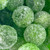 Mega Sour Apple Bombs (Extreemely Sour) 500 gram bag (1/2 kilo)