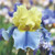 Bearded Iris Rhizome (FF) (Easter Candy)