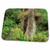 3dRose Air Plants, Boston Ferns, Everglades, Florida, USA -... - Bathroom Bath Rug Mats (rug-143586-1)
