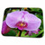 3dRose Palm Springs, California. Orchids - US05 MDE0210 -... - Bathroom Bath Rug Mats (rug-88524-1)
