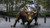 ConversationPrints WALLSTREET CHARGING BULL GLOSSY POSTER PICTURE BANNER PRINT PHOTO sculpture