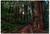 Muir Woods National Monument, California Refrigerator Magnet Size 2.5" x 3.5"