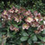 Wayside Gardens Helleborus Ice N' Rose Dark Picotee Perennial Live Plant, 1 Quart