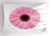 Ambesonne Pink and White Pillow Sham, Fresh Gerber Daisy Garden Plants of Spring Growth Single Flower Image, Decorative Standard Size Printed Pillowcase, 26" X 20", Pale Pink