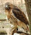 ConversationPrints RED-TAILED HAWK GLOSSY POSTER PICTURE PHOTO bird predator prey eagle flying (24"x36")