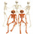 ENVEN Posable Halloween Skeleton Clown Pumpkin Full Body Skeleton Decoration with Movable Joints Spooky Plastic Hanging Ghost Skeleton for Yard Garden Lawn Haunted House Graveyard Props