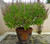 RAISE ME UP: Seeds Holy Basil Tulsi Ornamental Non GMO Heirloom