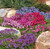 RAISE ME UP: Seeds Rock Cress Rainbow Mix Lilacbush Perennial Flowers