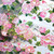 Ddayup 1Roll Laser Flower Washi Tape Pink Peony Washi Tape Stickers Decorative Tape Washi Tape Floral Washy Tape Pet Washi Tape for Journaling Planner DIY Craft Card Making Scrapbooking Supplies Ddayup 1Roll Laser Flower Washi Tape Pink Peony Washi Tape Stickers Decorative Tape Washi Tape Floral Washy Tape Pet Washi Tape for Journaling Planner DIY Craft Card Making Scrapbooking Supplies