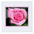 3dRose qs_7421_1 Pale Pink Rose-Quilt Square, 10 by 10-Inch
