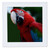 3dRose qs_16938_1 Scarlet Macaw-Quilt Square, 10 by 10-Inch