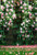AOFOTO 5x7ft Romantic Roses Photography Studio Backdrops Wedding Sweet Garden Blossom Flowers Wall Photo Shoot Background Video Props Girlfriend Kid Baby Lady Woman Bride Adult Artistic Portrait AOFOTO 5x7ft Romantic Roses Photography Studio Backdrops Wedding Sweet Garden Blossom Flowers Wall Photo Shoot Background Video Props Girlfriend Kid Baby Lady Woman Bride Adult Artistic Portrait