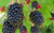 2 Triple Crown BlackBerry Plant - 2 Year All Natural Grown - Ready for Fall Planting