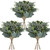 Jexine 60 Pcs Mixed Eucalyptus Leaves Stems Bulk with White Seeds Artificial Silver Dollar Leaves Sprays Faux Oval Eucalyptus Leaves for Wreath Garland Floral Bouquets Arrangement Wedding Decoration