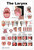 Blue Tree Publishing Larynx LP Poster, voice, education, vocal folds, mouth, head cutview, vocal pathology, size 24Wx36T