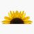 EB Store Half Sunflower Vinyl Waterproof Sticker Decal Car Laptop Wall Window Bumper Sticker 5inch (EBSTORE-STICKERS-2661)