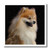 3dRose ht_1261_1 Pomeranian Portrait Iron on Heat Transfer for White Material, 8 by 8-Inch