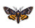Death Head Moth - 8" Vinyl Sticker - for Car Laptop I-Pad - Waterproof Decal