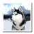 3dRose ht_4438_1 Siberian Husky Iron on Heat Transfer for White Material, 8 by 8-Inch