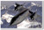 SR-71 Blackbird - NEW Military Us Air Force Poster